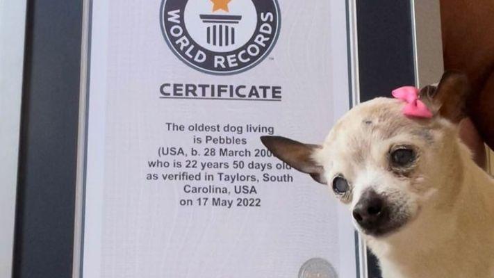 pebbles oldest dog death trnd